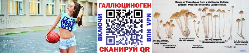 Псилоцибиновые грибы Psilocybe Дубна
